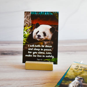 I will both lie down and sleep in peace, for you alone, Lord, make me live in safety.  Psalm 4:8 Bible verse cards on stand with panda photo for kids to memorize Bible verses.